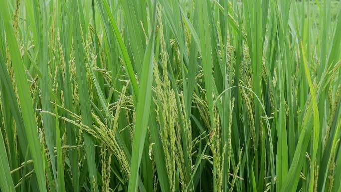 乡村振兴水稻种植细节粮食安全