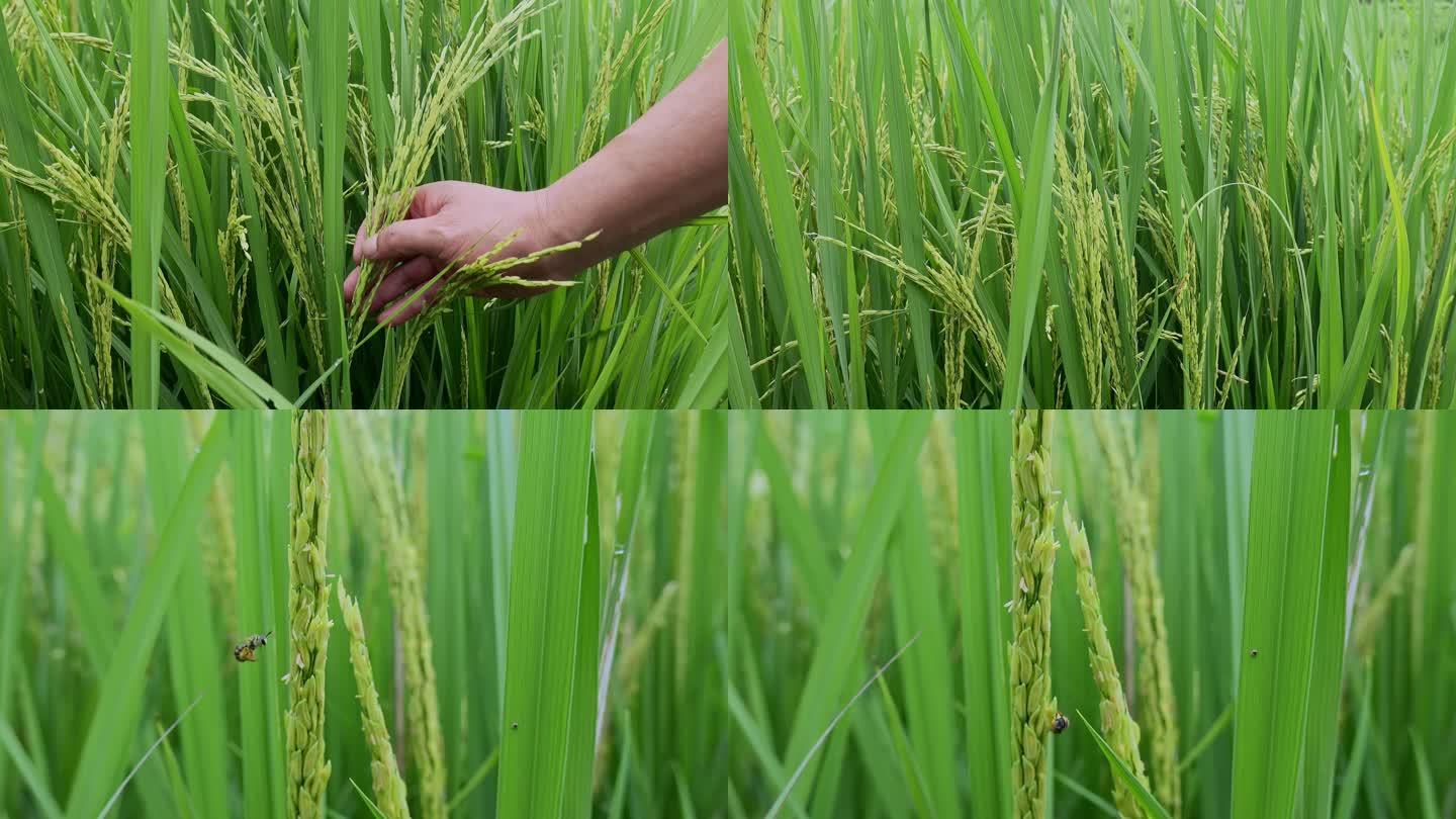 乡村振兴水稻种植细节粮食安全