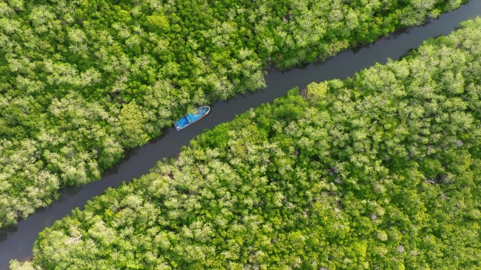 红树林湿地中的河流