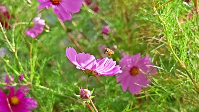 蜜蜂采花 高原格桑花 慢动作