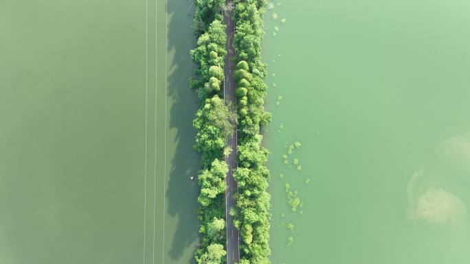水上公路航拍湖泊道路俯拍生态公路林荫小路