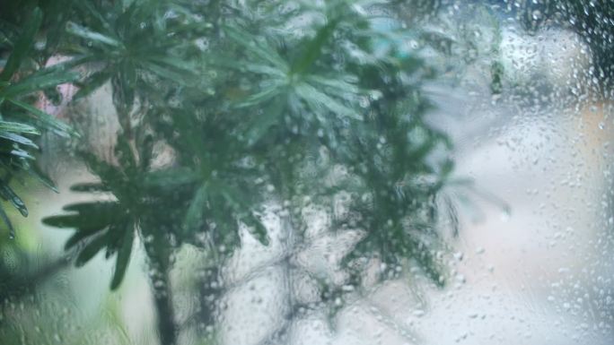 下雨 雨滴 树叶 秋天 雨天