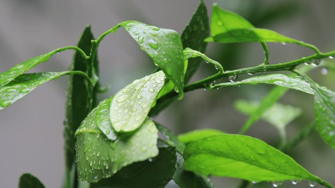 挂满水珠的植物