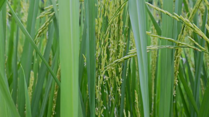 乡村振兴水稻种植水稻稻花特写粮食安全