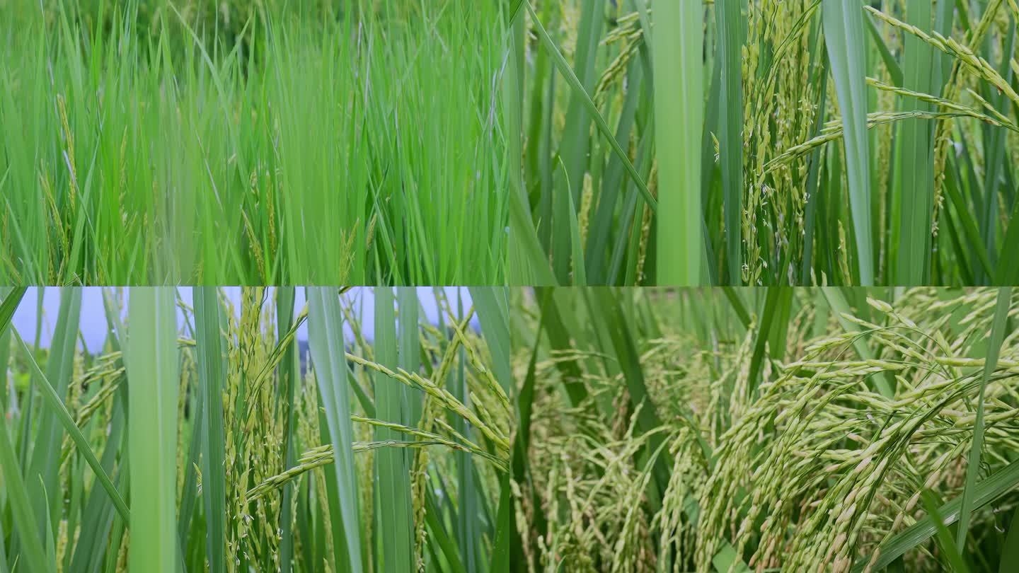 乡村振兴水稻种植水稻稻花特写粮食安全