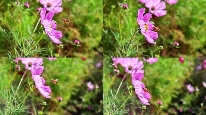 蜜蜂采花 高原格桑花 慢动作