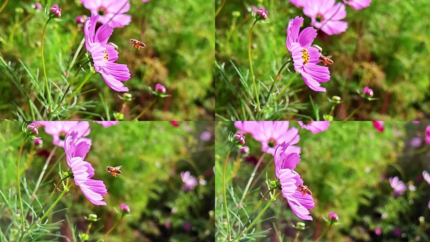 蜜蜂采花 高原格桑花 慢动作