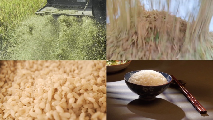 秋收丰收 收割稻田脱粒 大米特写一碗米饭