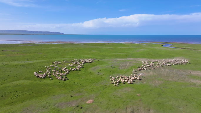 航拍青海湖草原牛羊群