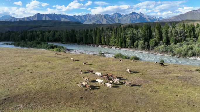 河边上的牛群