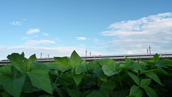 阳光下桂林乡村蔬菜地旁铁路桥上飞驰的列车