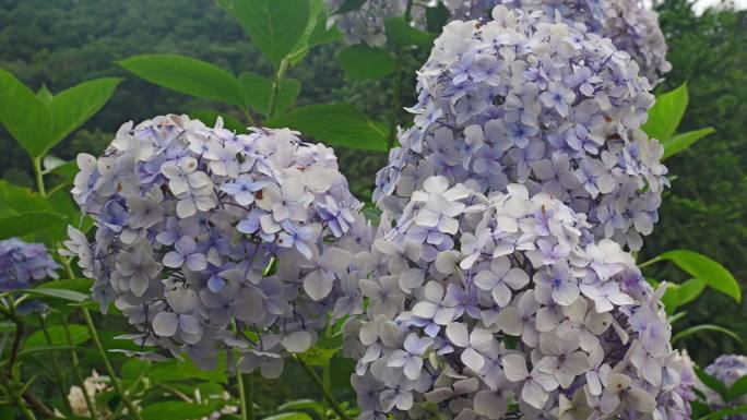 绣球花花蕊花朵绽放