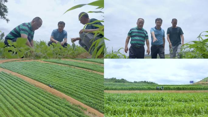 4k农业技术人员在田间指导工作
