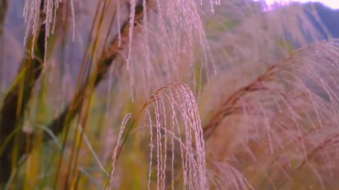 秋天 秋景 银杏飘落 芦苇 红枫