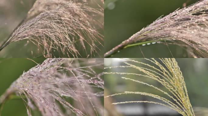 初秋的粉黛草凝结露珠