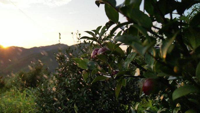 油茶