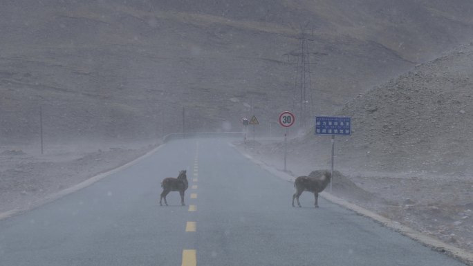西藏大雪中公路上的岩羊