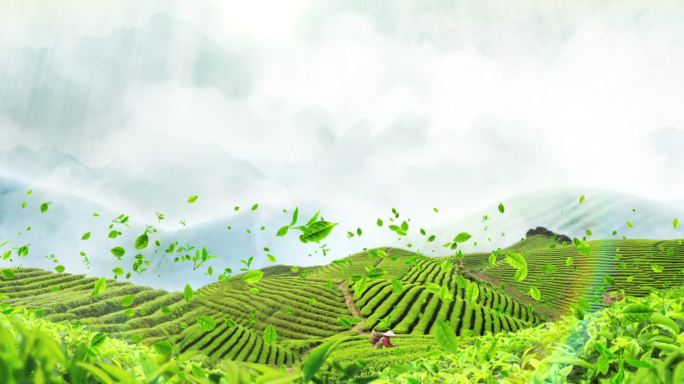 大气国风茶叶片头启动开场（含无插件版）