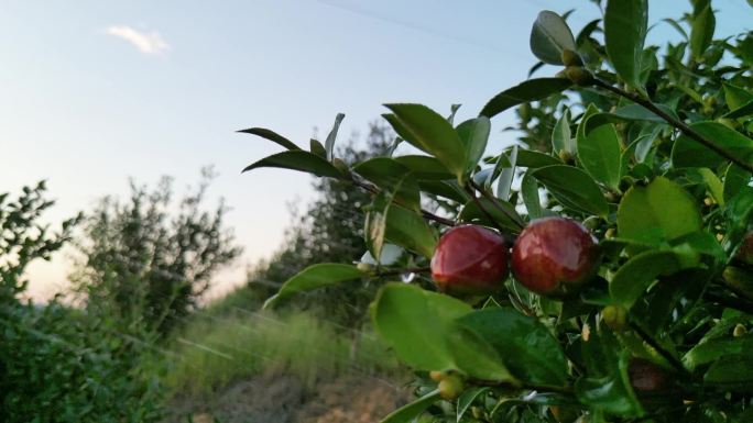 油茶