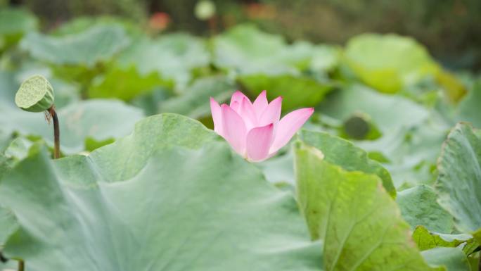 池塘 荷花 自然生态