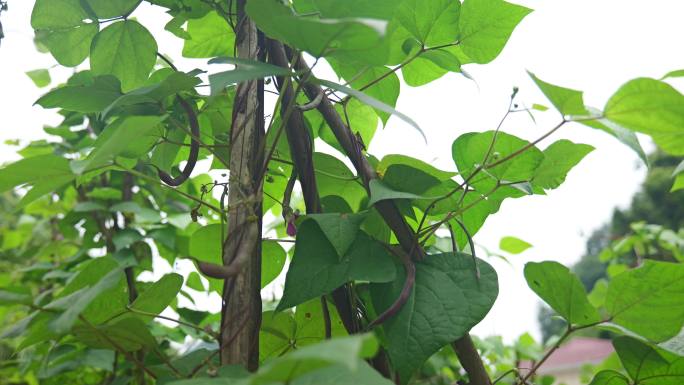 三农农业四季豆豇豆植物蔬菜