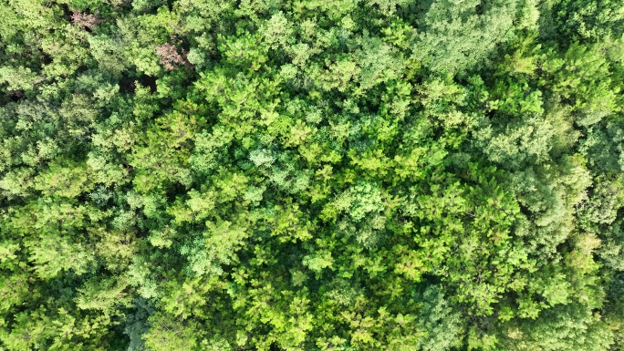树林俯拍湿地植被湿地公园植物俯视高空视角