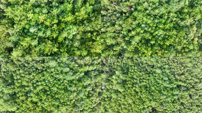 树林俯拍湿地植被湿地公园植物俯视高空视角