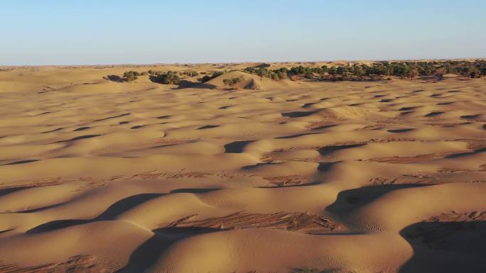 航拍沙漠中的胡杨景区