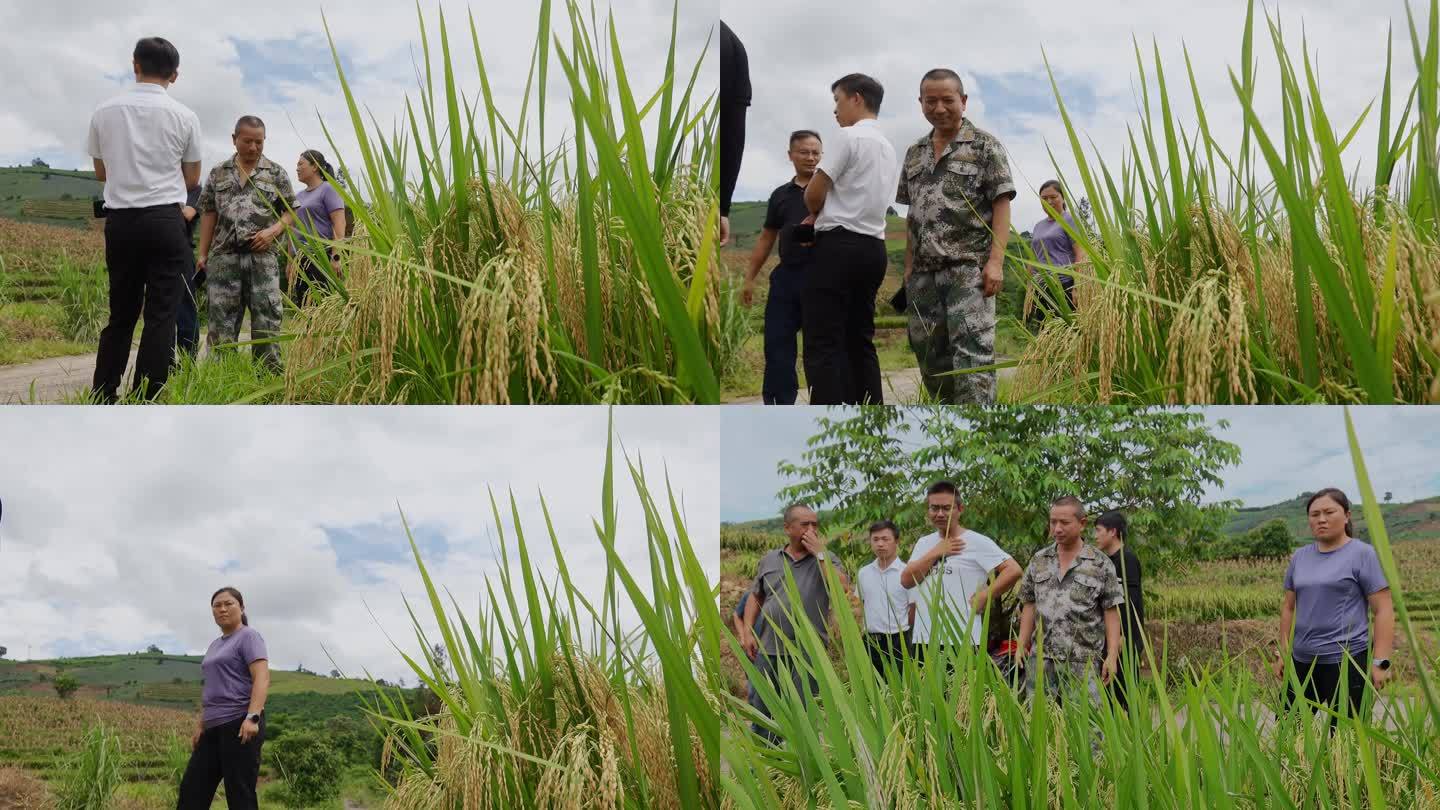 乡村振兴水稻种植专家学者调研粮食安全