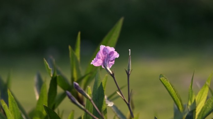 随风摇曳的紫色花朵