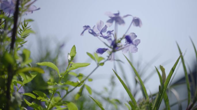 小野花