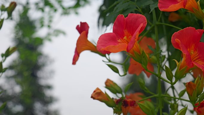 紫葳五爪龙倒挂金钟藤萝花霄花