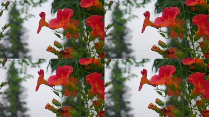 紫葳五爪龙倒挂金钟藤萝花霄花