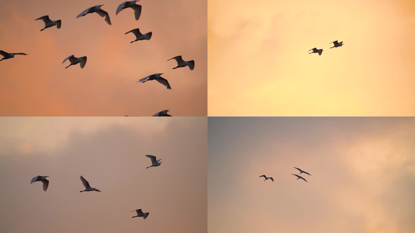 飞鸟 鸟群迁徙 飞翔