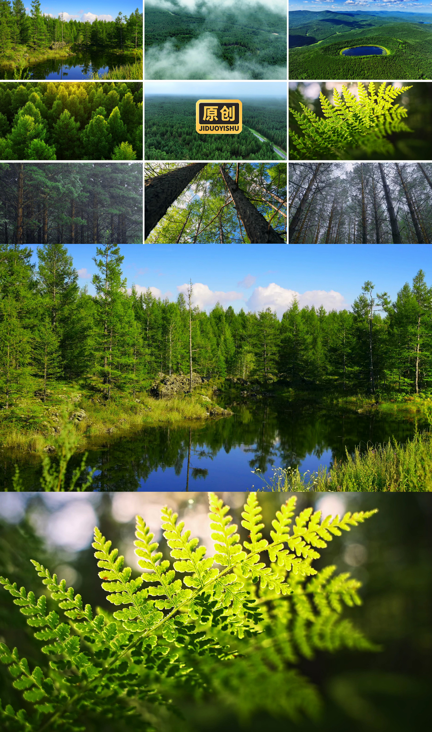 原始森林绿色生态大自然风景