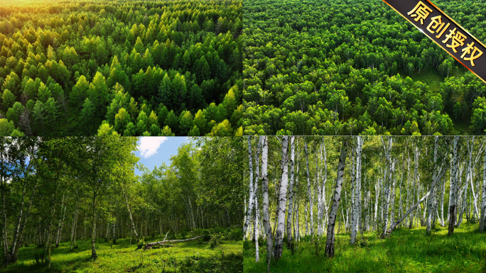 原始森林绿色生态大自然风景