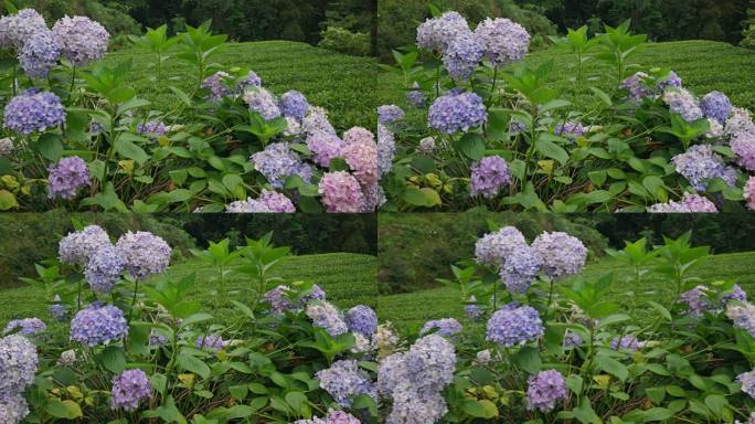 绣球花花蕊花朵绽放