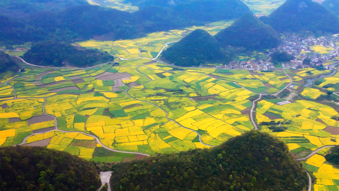 油菜花  安顺 赏花季 一片油画般的花海