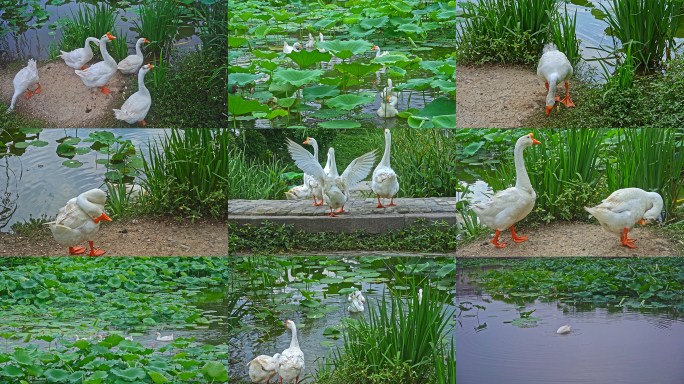 【原创】农村养殖观赏鹅在荷花池里面戏水