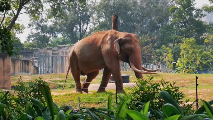 动物园亚洲大象散步