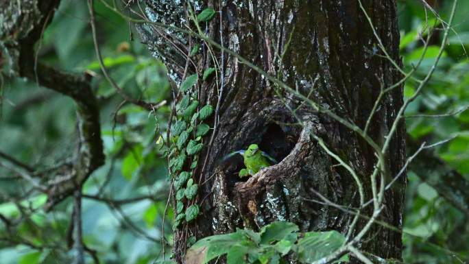 树洞上的啄木鸟幼鸟洗澡
