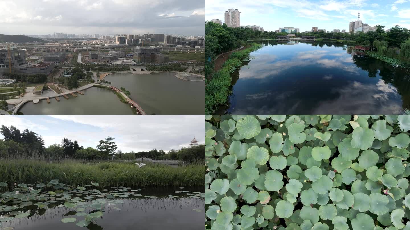 池塘 荷花 自然生态