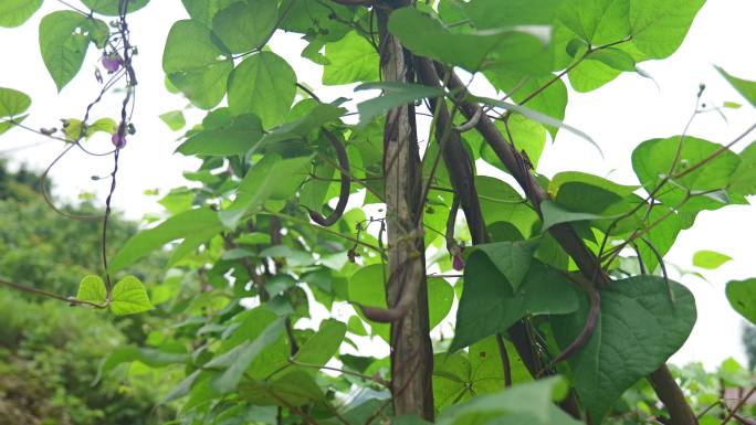 三农农业四季豆豇豆植物蔬菜