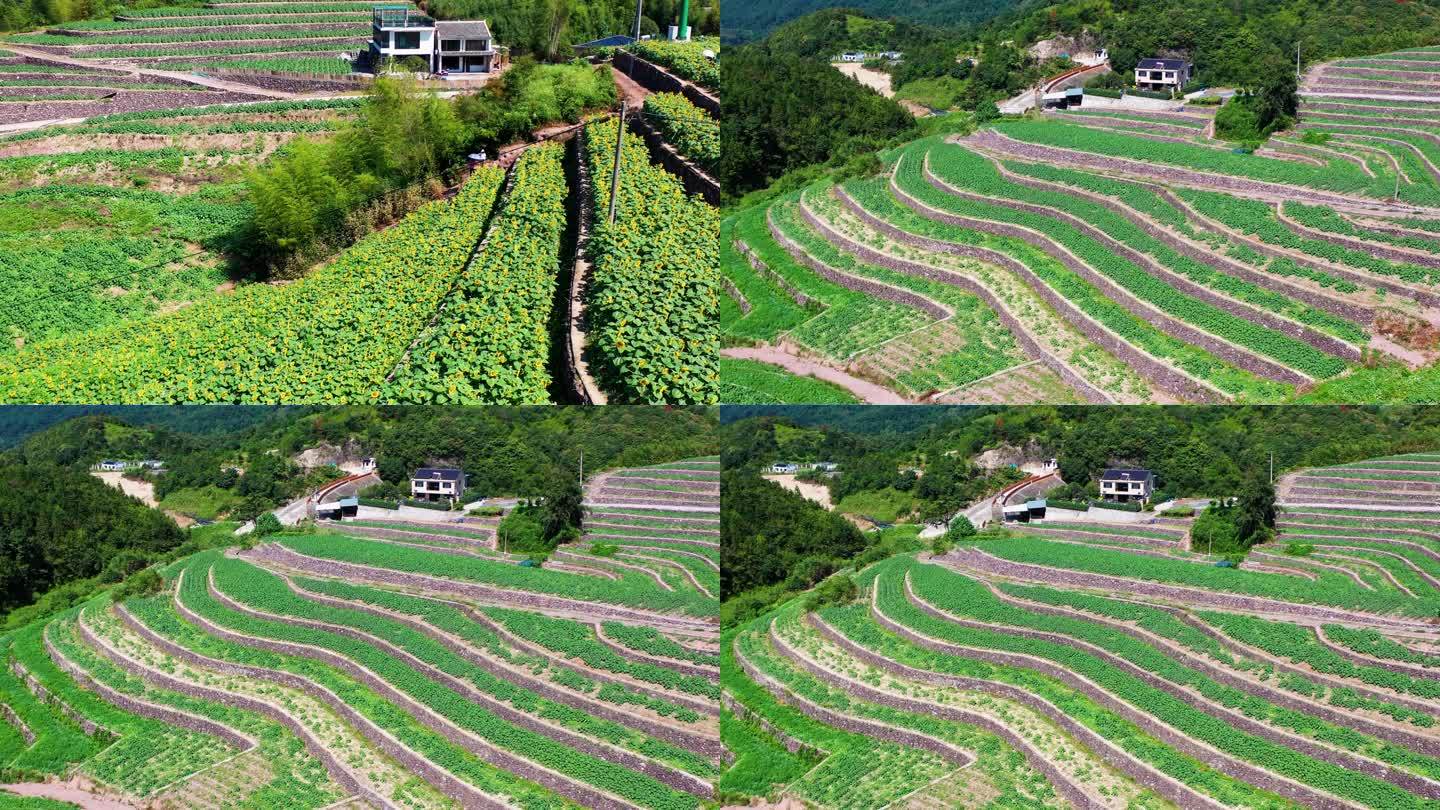 台州黄岩，头陀镇，东岭头，向日葵花海