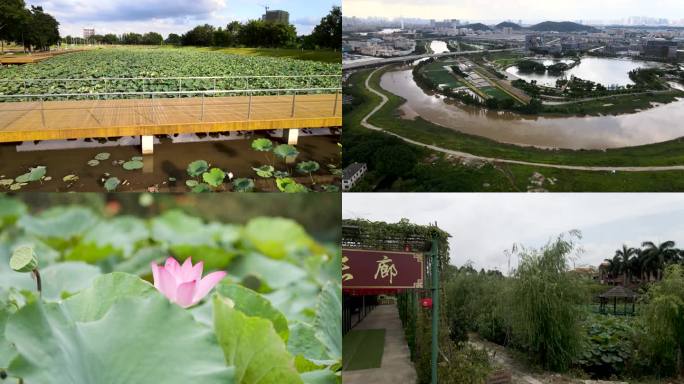 池塘 荷花 自然生态