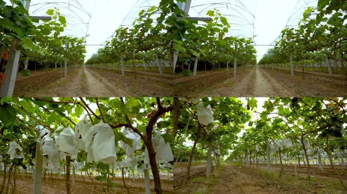 葡萄地种植空境