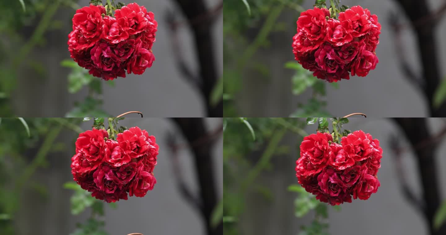 挂满水珠的红蔷薇