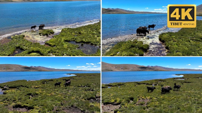 西藏阿里湖边的牦牛