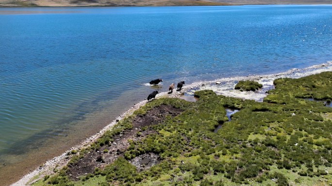 西藏阿里湖边的牦牛