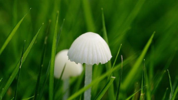 夏日草地蘑菇